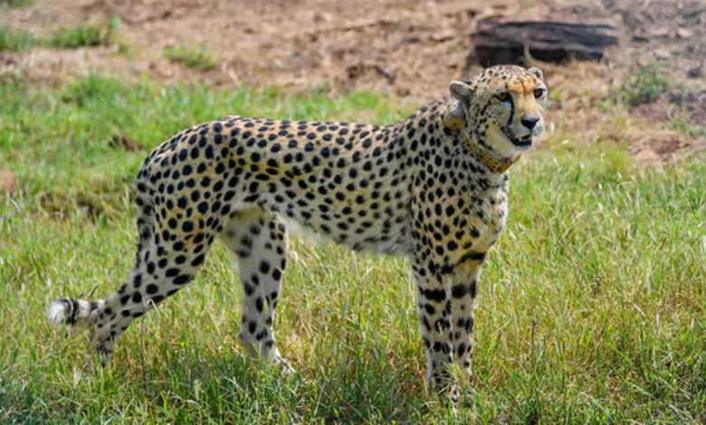 Botswana's Cheetah Gift to India Signals Fresh Momentum in Conservation Partnership
