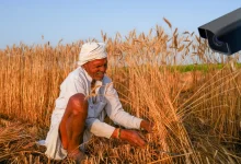 Gujarat Begins MSP Purchase of Groundnut and Pulses Across 22 Districts; CCTV Monitoring for Transparency