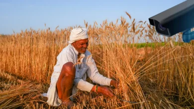 Gujarat Begins MSP Purchase of Groundnut and Pulses Across 22 Districts; CCTV Monitoring for Transparency