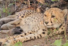 Indian-Born Cheetah Mukhi Gives Birth To 5 Cubs At Kuno National Park — Historic First For Project Cheetah