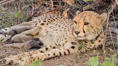 Indian-Born Cheetah Mukhi Gives Birth To 5 Cubs At Kuno National Park — Historic First For Project Cheetah