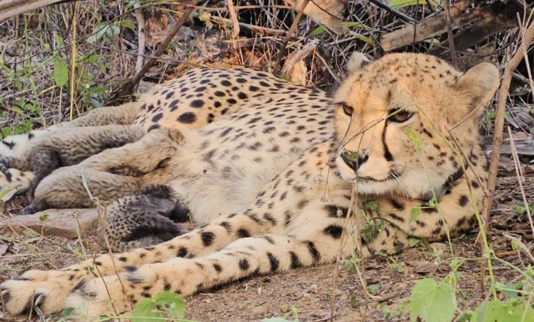 Indian-Born Cheetah Mukhi Gives Birth To 5 Cubs At Kuno National Park — Historic First For Project Cheetah