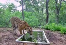 Royal Bengal Tiger Returns to Gujarat After 32 years, Settles in Dahod Sanctuary