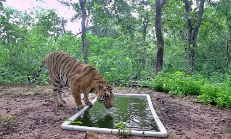 Royal Bengal Tiger Returns to Gujarat After 32 years, Settles in Dahod Sanctuary