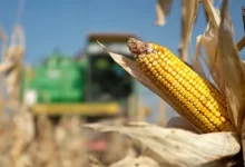 The US embassy in Dhaka recently posted that American corn was on its way to Bangladesh.