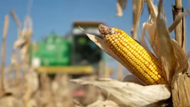 The US embassy in Dhaka recently posted that American corn was on its way to Bangladesh.