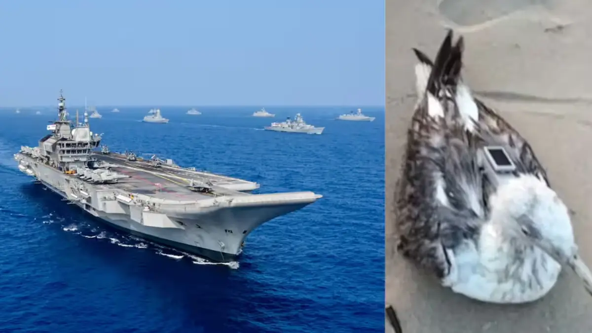 A migratory seagull fitted with a Chinese-made GPS tracking device was found along Karnataka's Karwar coast, close to the INS Kadamba naval base, sparking curiosity and suspicion among the locals.