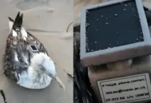 China’s ‘Spy Birds’? Seagull With Chinese GPS Near Karnataka Naval Base Triggers Security Alarm