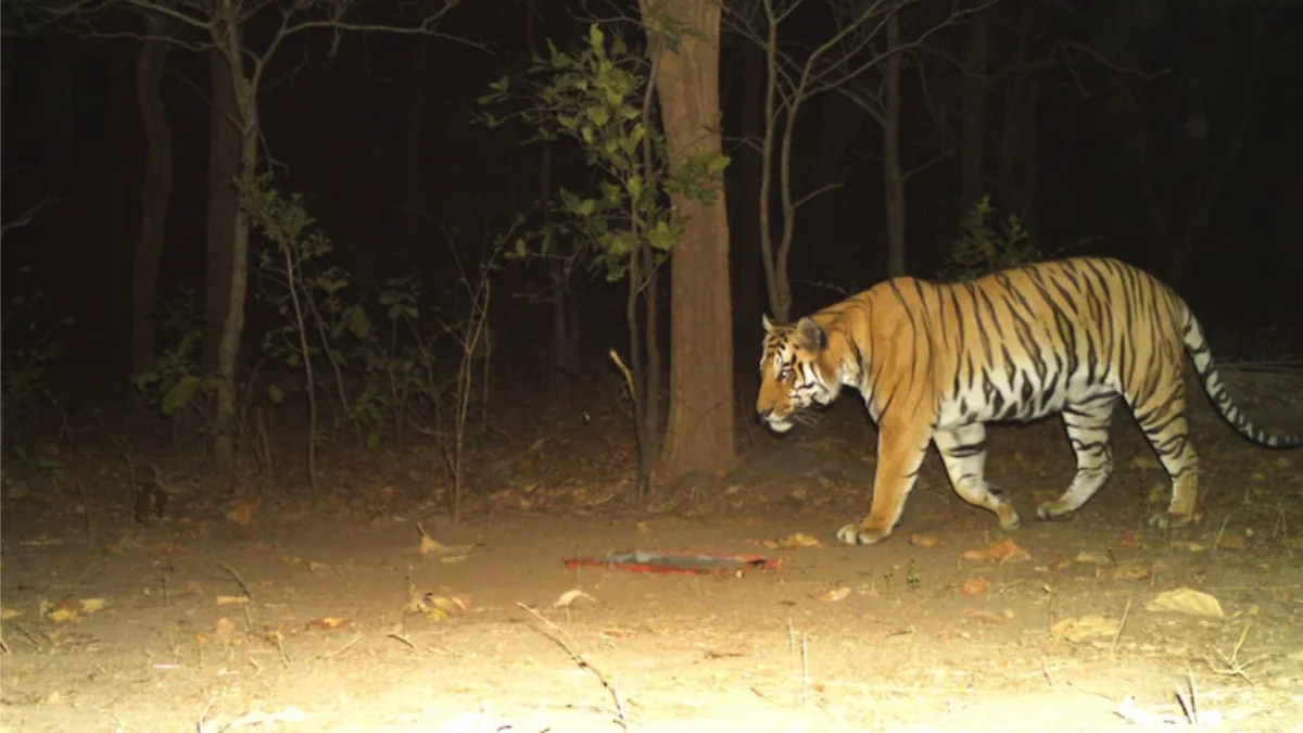 Gujarat Returns To India's Tiger Map After 30+ Years As NTCA Confirms 'Tiger-Present' Status Following Ratanmahal Sightings