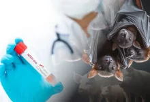 Nipah Virus in India : Symptoms, Risks and Prevention Explained