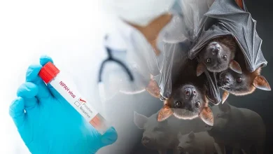 Nipah Virus in India : Symptoms, Risks and Prevention Explained