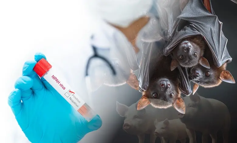 Nipah Virus in India : Symptoms, Risks and Prevention Explained