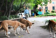 SC on Thursday observed that dogs can sense fear in humans and may attack when they detect it, as it resumed hearing a suo motu case on the surge in dog bite incidents across the country.