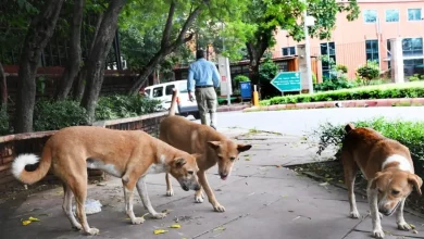 SC on Thursday observed that dogs can sense fear in humans and may attack when they detect it, as it resumed hearing a suo motu case on the surge in dog bite incidents across the country.