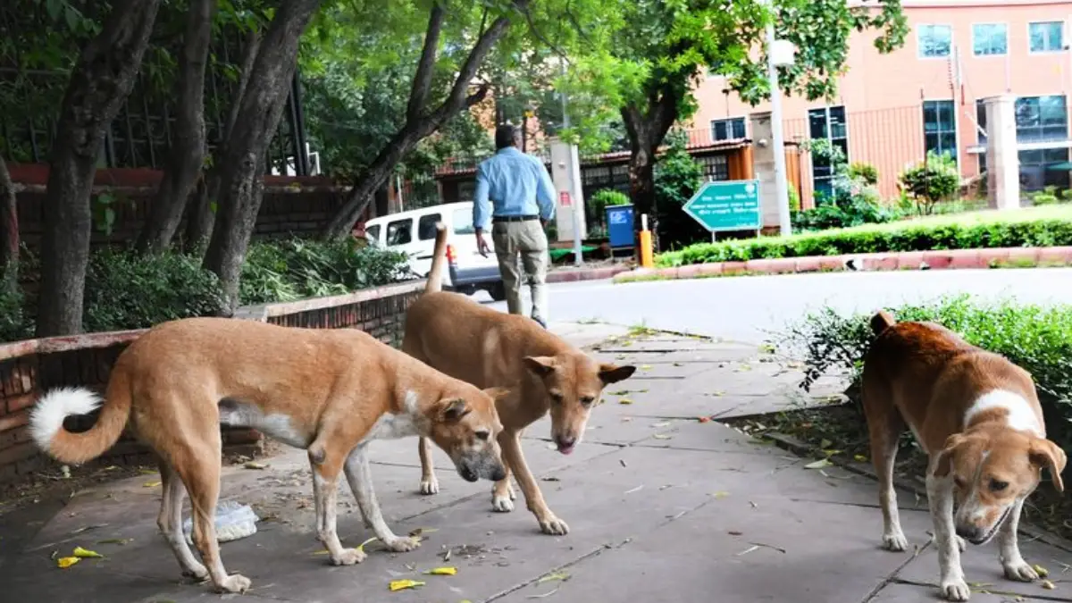 SC on Thursday observed that dogs can sense fear in humans and may attack when they detect it, as it resumed hearing a suo motu case on the surge in dog bite incidents across the country.