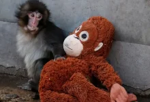 Why Was Punch Rejected By His Mom? Baby Monkey Rejection Reasons