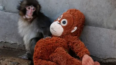 Why Was Punch Rejected By His Mom? Baby Monkey Rejection Reasons