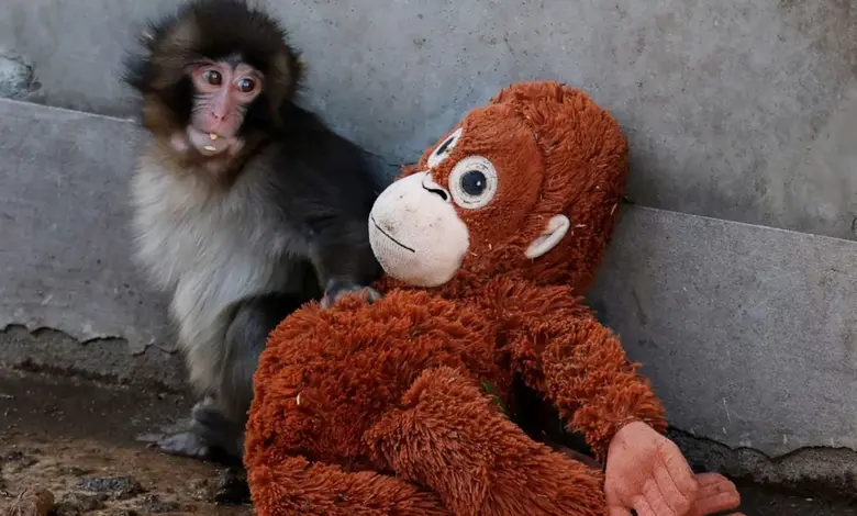 Why Was Punch Rejected By His Mom? Baby Monkey Rejection Reasons