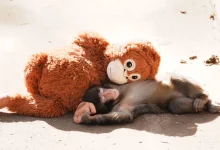 Baby Monkey Punch, Who Won Hearts With Plushie 'Mother,' Finds Real Family At Japan Zoo