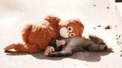 Baby Monkey Punch, Who Won Hearts With Plushie 'Mother,' Finds Real Family At Japan Zoo