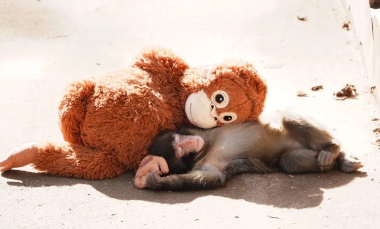 Baby Monkey Punch, Who Won Hearts With Plushie 'Mother,' Finds Real Family At Japan Zoo