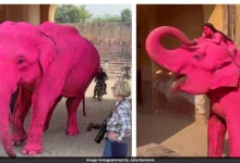 Pink Elephant Star of Viral Jaipur Photoshoot by Russian Artist Died a Month Ago