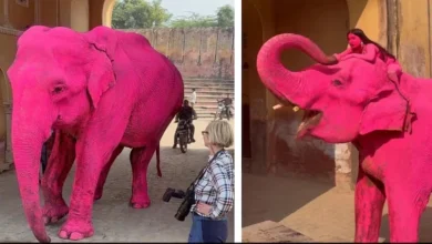 Pink Elephant Star of Viral Jaipur Photoshoot by Russian Artist Died a Month Ago