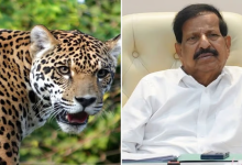 Maharashtra govt plans leopard safaris across districts after big cat numbers surged fourfold. Forest Minister Ganesh Naik announces plans for Pune, Nashik & more.