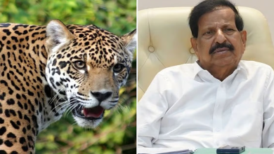 Maharashtra govt plans leopard safaris across districts after big cat numbers surged fourfold. Forest Minister Ganesh Naik announces plans for Pune, Nashik & more.