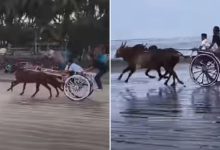 Illegal Horse Cart Race on Gorai Beach Sparks FIR, Betting Racket Suspected After Clash With Animal Rights Activists