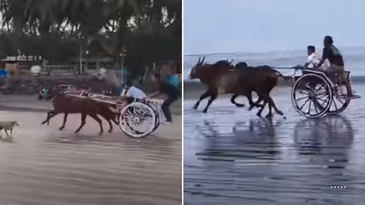 Illegal Horse Cart Race on Gorai Beach Sparks FIR, Betting Racket Suspected After Clash With Animal Rights Activists