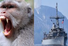 Monkey Attack Sidelines US Navy Sailor Bound for Strait of Hormuz Minesweeping Mission