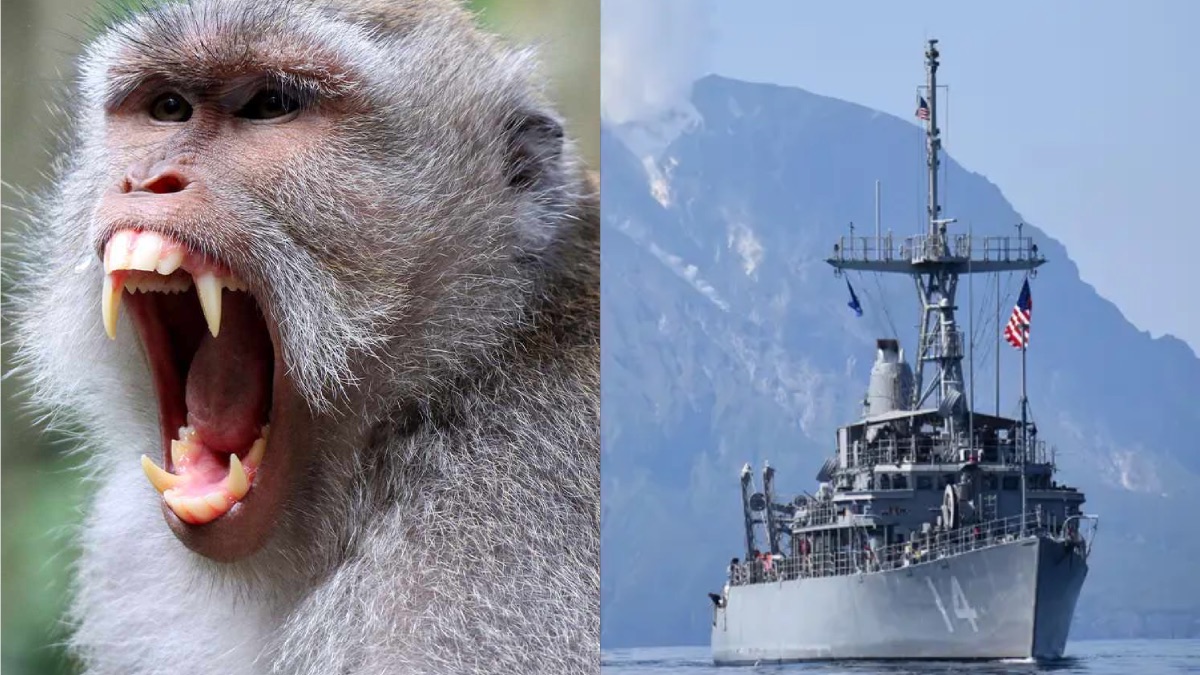 Monkey Attack Sidelines US Navy Sailor Bound for Strait of Hormuz Minesweeping Mission