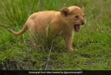 Four Lion Cubs Die Amid Suspected Infection as Authorities Isolate 17 Big Cats