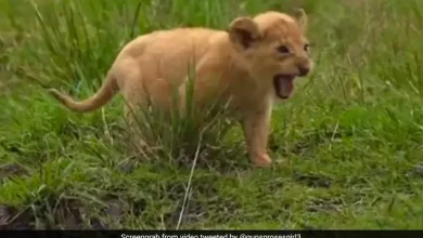 Four Lion Cubs Die Amid Suspected Infection as Authorities Isolate 17 Big Cats