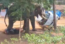 Kerala Elephant Rampage: Captive Jumbo Kills One, Flips Cars, Uproots Tree at Angamaly Temple | VIDEO