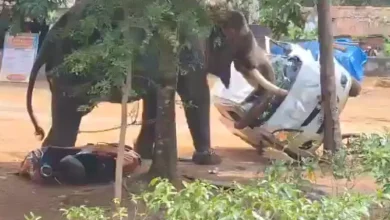 Kerala Elephant Rampage: Captive Jumbo Kills One, Flips Cars, Uproots Tree at Angamaly Temple | VIDEO