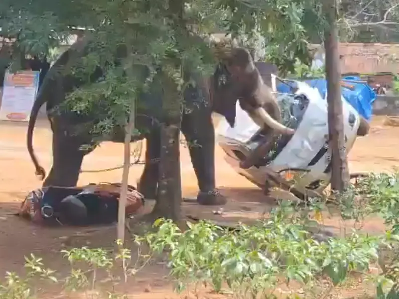 Kerala Elephant Rampage: Captive Jumbo Kills One, Flips Cars, Uproots Tree at Angamaly Temple | VIDEO