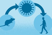 Hantavirus: Rare but Deadly — What You Need to Know and How to Stay Safe