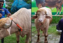 Viral 'Trump' Buffalo in Bangladesh Losing Weight From Stress as Crowds Flock to See It Before Eid al-Adha Sacrifice