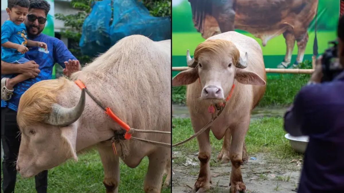 Viral 'Trump' Buffalo in Bangladesh Losing Weight From Stress as Crowds Flock to See It Before Eid al-Adha Sacrifice