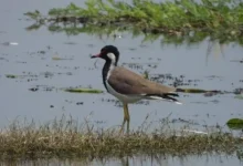 Uttar Pradesh Wetland Earns Global Recognition as India’s 100th Ramsar Site