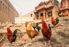 Is Varanasi Becoming The World's Second Vegetarian City? A Major Shift Is Underway