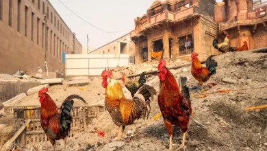 Is Varanasi Becoming The World's Second Vegetarian City? A Major Shift Is Underway