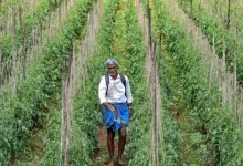 Poisoned By Design? The Chemicals Europe Won't Use But India Still Sprays