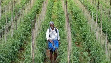 Poisoned By Design? The Chemicals Europe Won't Use But India Still Sprays