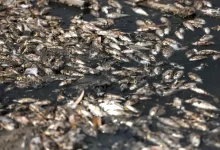 Fish Massacre Across The Nation Indicates Something Fishy