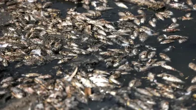 Fish Massacre Across The Nation Indicates Something Fishy