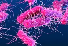Kerala Issues Alert Over Shigella Infections as Doctors Highlight High-Risk Groups
