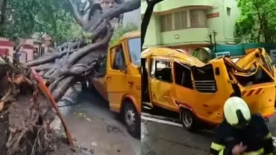 Mumbai Tree Tragedy: Mayor Says Officials Claimed Trees Were Trimmed, Orders Probe After 11 Year Old's Death